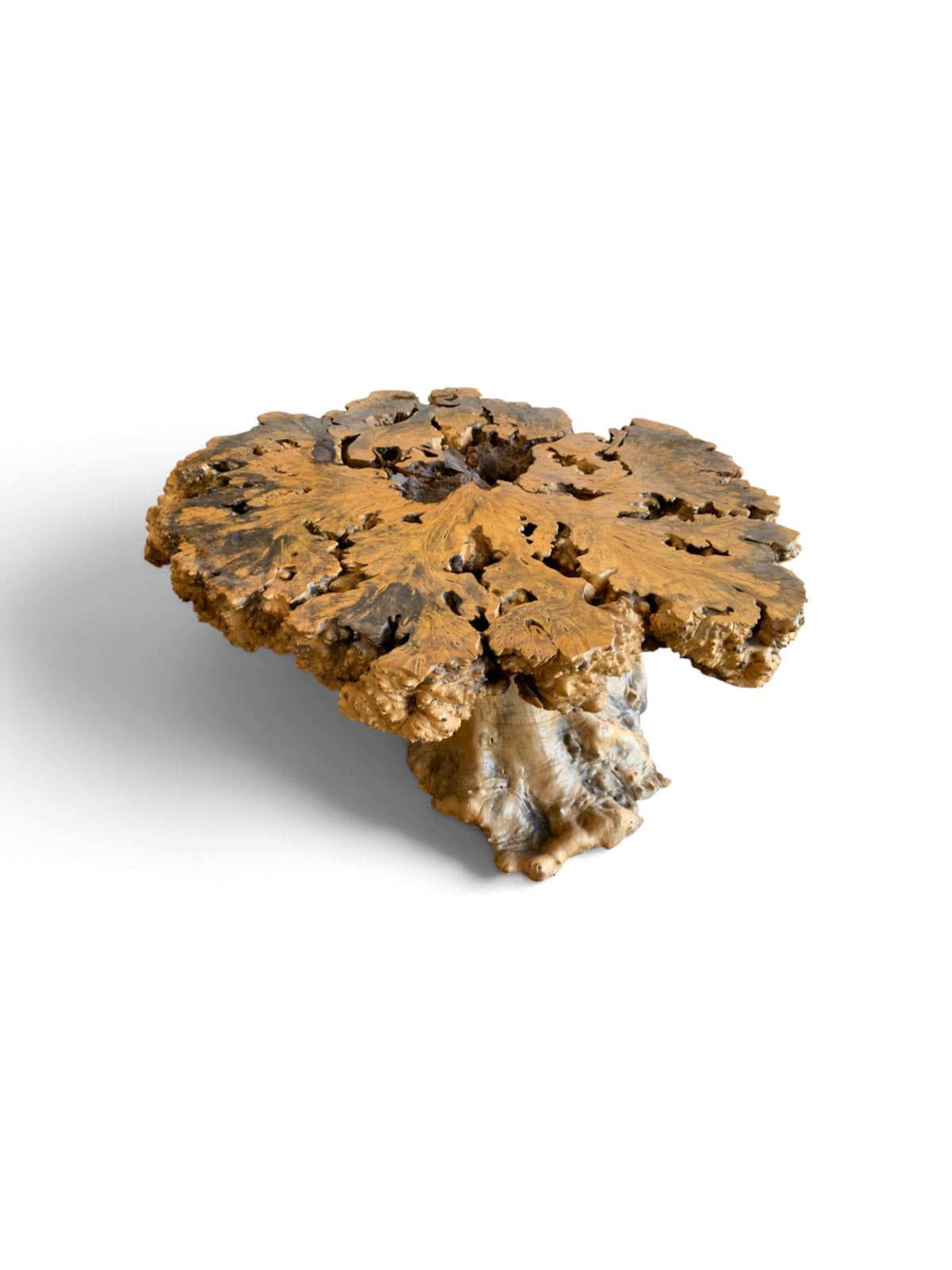 Signed 1970s California Studio Craft Live-Edge Buckeye Burl Root Mushroom Coffee Table "Flight into Freedom"