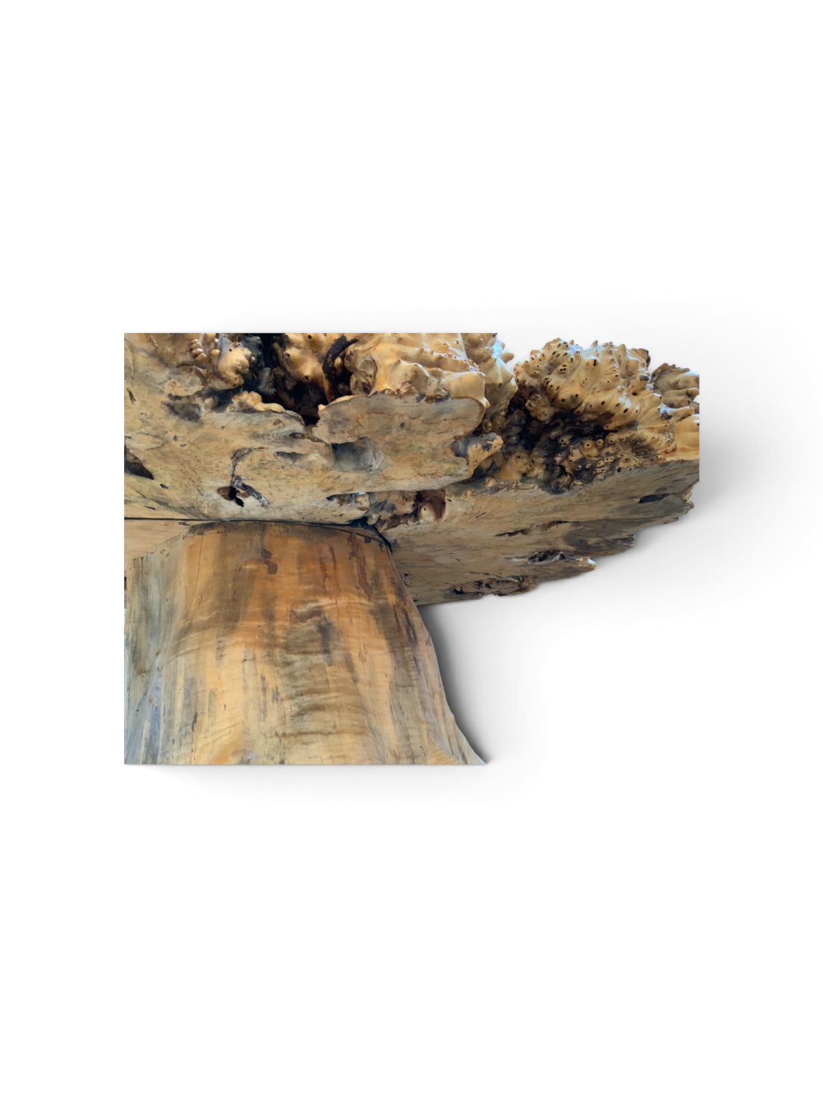 Signed 1970s California Studio Craft Live-Edge Buckeye Burl Root Mushroom Coffee Table "Flight into Freedom"