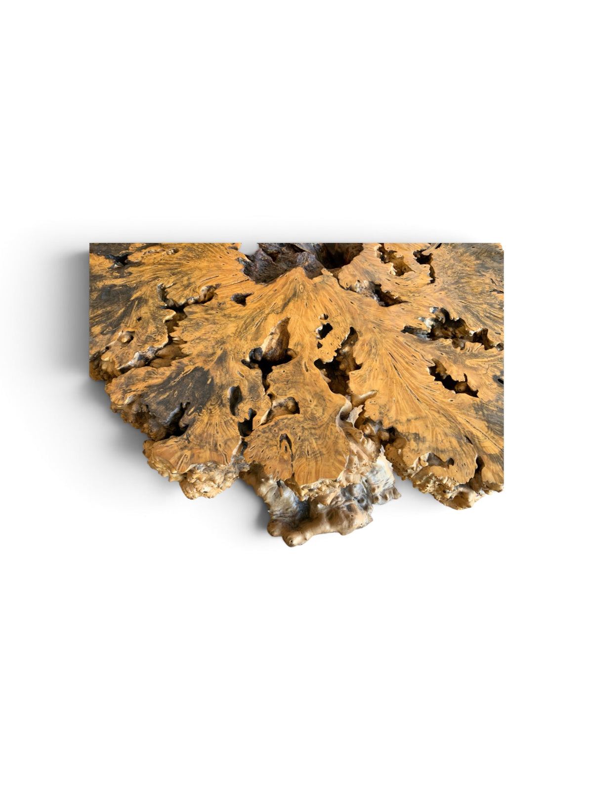 Signed 1970s California Studio Craft Live-Edge Buckeye Burl Root Mushroom Coffee Table "Flight into Freedom"