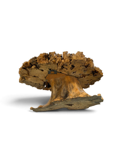 Signed 1970s California Studio Craft Live-Edge Buckeye Burl Root Mushroom Coffee Table "Flight into Freedom"